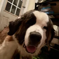 Recessive “3/4 face” Saint12 Male, a male Saint Bernard for sale in Bowling Green, KY – Photo 8 of 10