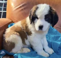 Recessive “3/4 face” Saint12 Male, a male Saint Bernard for sale in Bowling Green, KY – Photo 5 of 10