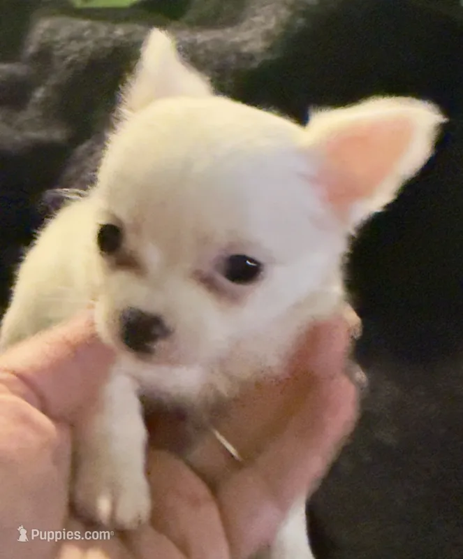 Applehead Longhair M1 – Chihuahua puppy for sale in Bowling Green, KY