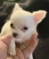 Applehead Longhair M1, a male Chihuahua for sale in Bowling Green, KY – 5 of 6