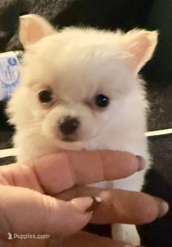 Applehead Longhair F2 – Chihuahua puppy for sale in Bowling Green, KY