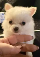 Applehead Longhair F2, a female Chihuahua for sale in Bowling Green, KY – 3 of 6