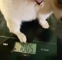 Applehead Longhair M2, a male Chihuahua for sale in Bowling Green, KY – 5 of 8