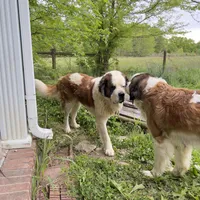 Recessive “Bald-Face” Saint6 Male, a male Saint Bernard for sale in Bowling Green, KY – Photo 4 of 8