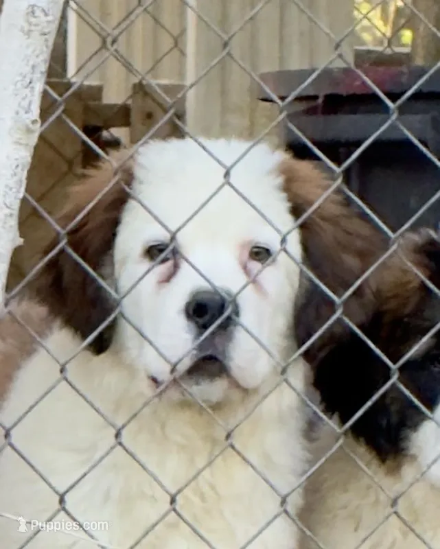 Recessive “Bald-Face” Saint6 Male – Saint Bernard puppy for sale in Bowling Green, KY