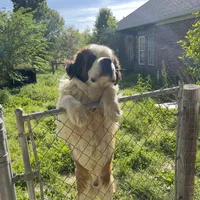 Recessive “Bald-Face” Saint6 Male, a male Saint Bernard for sale in Bowling Green, KY – Photo 5 of 8