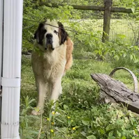 Recessive “Bald-Face” Saint6 Male, a male Saint Bernard for sale in Bowling Green, KY – Photo 3 of 8