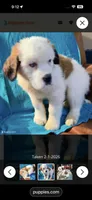 Recessive “Bald-Face” Saint6 Male, a male Saint Bernard for sale in Bowling Green, KY – Photo 8 of 8