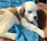 Recessive “Bald-Face” Saint6 Male, a male Saint Bernard for sale in Bowling Green, KY – Photo 7 of 8