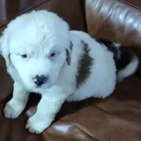 Recessive White-Headed Saint1 Male, a male Saint Bernard for sale in Bowling Green, KY – Photo 3 of 10