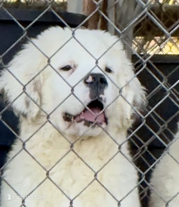 Recessive White-Headed Saint1 Male – Saint Bernard puppy for sale in Bowling Green, KY