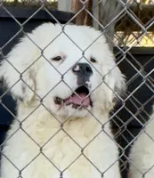 Rare White-Headed Saint1 Male, a male Saint Bernard for sale in Bowling Green, KY – Photo 1 of 9