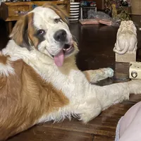 Recessive White-Headed Saint1 Male, a male Saint Bernard for sale in Bowling Green, KY – Photo 10 of 10