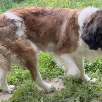 Recessive White-Headed Saint1 Male, a male Saint Bernard for sale in Bowling Green, KY – Photo 9 of 10