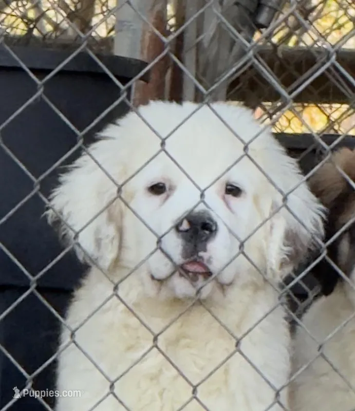 Rare White-Head Saint Male – Saint Bernard puppy for sale in Bowling Green, KY