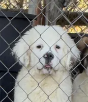 Rare White-Headed Saint1 Male, a male Saint Bernard for sale in Bowling Green, KY – Photo 2 of 9