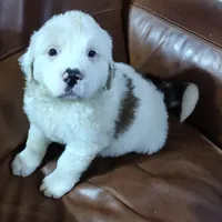 Recessive White-Headed Saint1 Male, a male Saint Bernard for sale in Bowling Green, KY – Photo 2 of 10