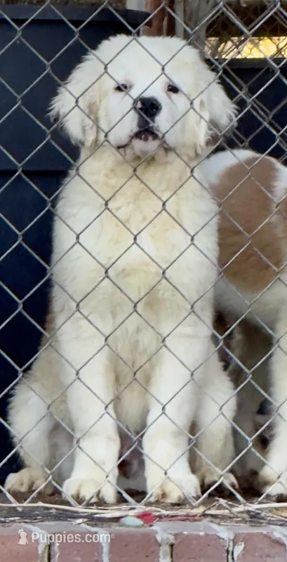 Recessive White-Headed Saint1 Male – Saint Bernard puppy for sale in Bowling Green, KY