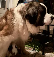 processed/54eba3fd-a66a-4e69-87a1-4cc8e137c97b/listing/f6a00dd7-435a-4349-aaa7-2808ff657a44/af61eed8-108d-4ecc-93b6-f9266f6569f2