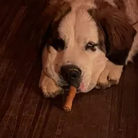 Recessive White-Headed Saint1 Male, a male Saint Bernard for sale in Bowling Green, KY – Photo 8 of 10