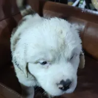 Recessive White-Headed Saint1 Male, a male Saint Bernard for sale in Bowling Green, KY – Photo 1 of 10