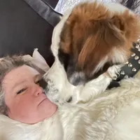 Recessive White-Headed Saint1 Male, a male Saint Bernard for sale in Bowling Green, KY – Photo 7 of 10