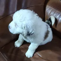 Recessive White-Headed Saint1 Male, a male Saint Bernard for sale in Bowling Green, KY – Photo 4 of 10