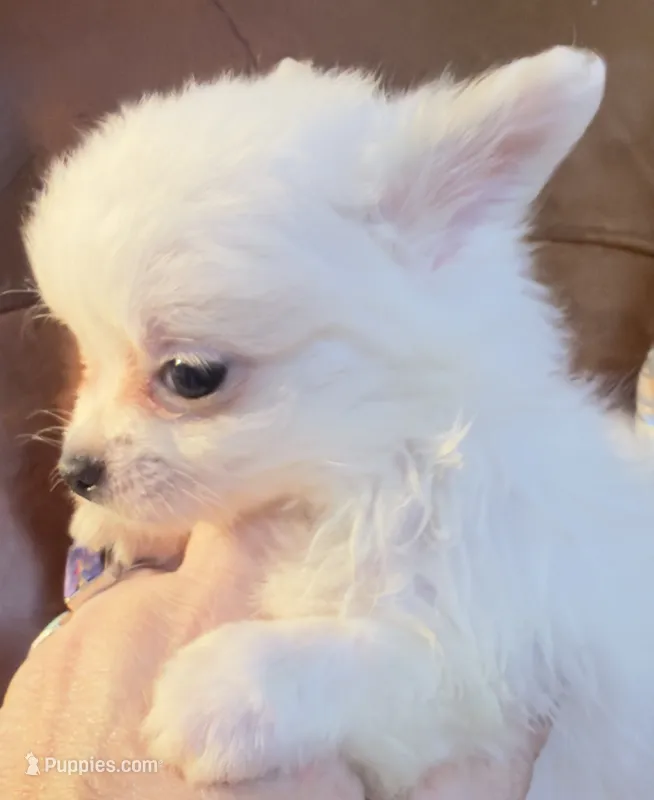 LH Chi2 AppleHead Male