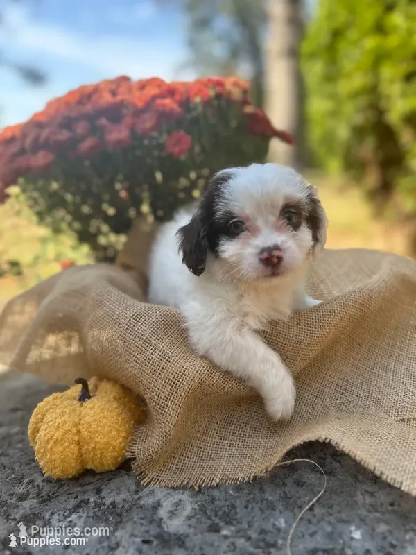 Jasper – Shihpoo puppy for sale in Auburn, KY