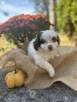 Jasper, a male Shihpoo for sale in Auburn, KY – 3 of 7