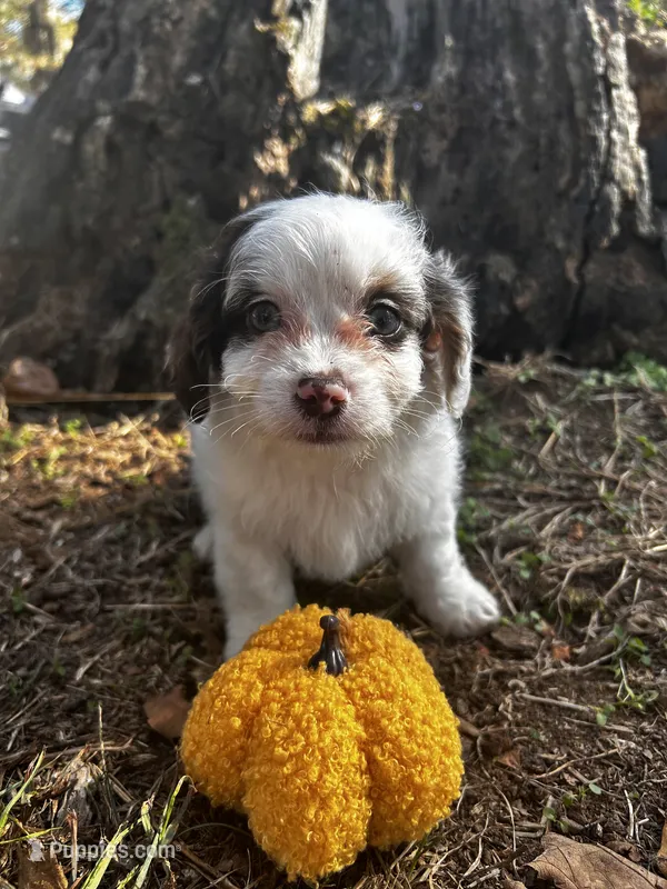 Jasper – Shihpoo puppy for sale in Auburn, KY