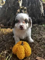 Jasper, a male Shihpoo for sale in Auburn, KY – 1 of 7