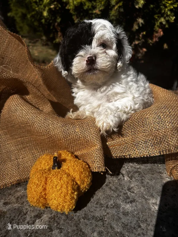 Axe – Shihpoo puppy for sale in Auburn, KY