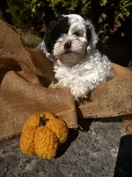 Axe, a male Shihpoo for sale in Auburn, KY – 1 of 9