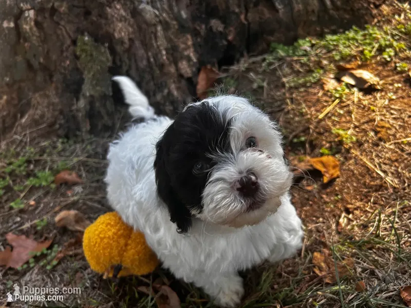 Axe – Shihpoo puppy for sale in Auburn, KY