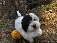 Axe, a male Shihpoo for sale in Auburn, KY – 4 of 9
