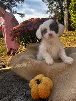 Zeke, a male Shihpoo for sale in Auburn, KY – 3 of 10