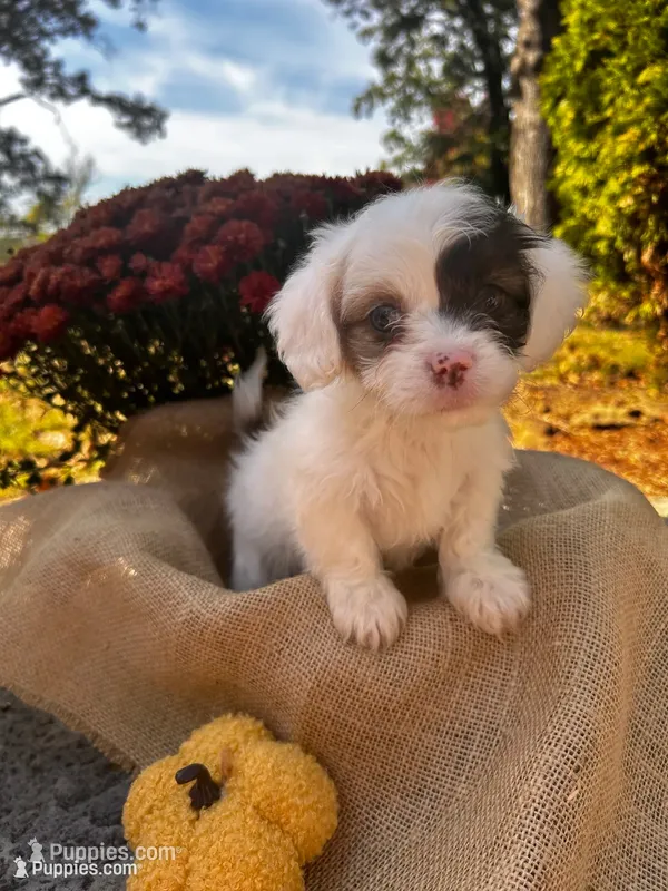 Zeke – Shihpoo puppy for sale in Auburn, KY