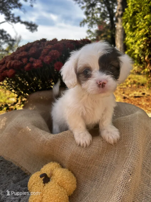 Zeke – Shihpoo puppy for sale in Auburn, KY