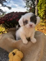 Zeke, a male Shihpoo for sale in Auburn, KY – 1 of 10