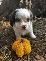 Jasper, a male Shihpoo for sale in Auburn, KY – 2 of 7
