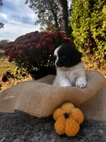 Dixon, a male Shihpoo for sale in Auburn, KY – 2 of 6
