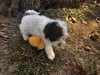 Axe, a male Shihpoo for sale in Auburn, KY – 9 of 9