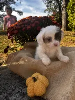 Zeke, a male Shihpoo for sale in Auburn, KY – 7 of 10