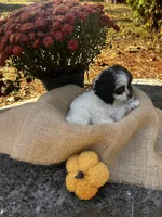 Dixon, a male Shihpoo for sale in Auburn, KY – 4 of 6