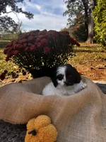 Dixon, a male Shihpoo for sale in Auburn, KY – 5 of 6
