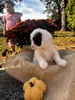 Zeke, a male Shihpoo for sale in Auburn, KY – 6 of 10