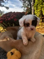 Zeke, a male Shihpoo for sale in Auburn, KY – 9 of 10