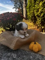 Jasper, a male Shihpoo for sale in Auburn, KY – 6 of 7