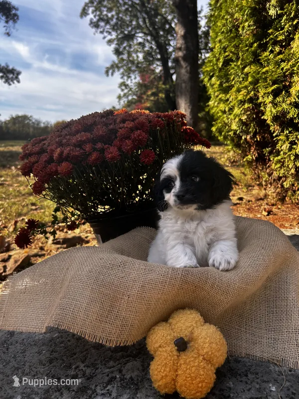 Dixon – Shihpoo puppy for sale in Auburn, KY